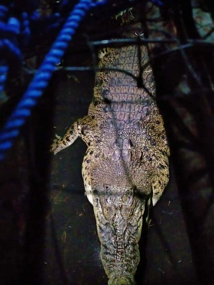 BTNUK Lepasliarkan Buaya dan Ular