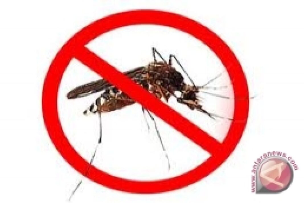 Musim Hujan Tidak Menentu, Masyarakat Diminta Waspadai Chikungunya
