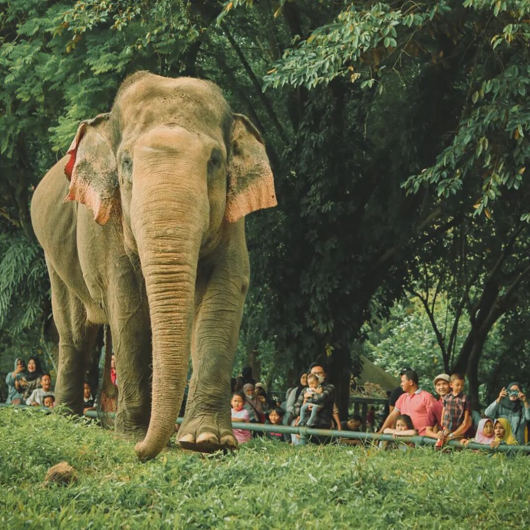 Pentingkah Piknik ke Kebun Binatang Bagi Keluarga?
