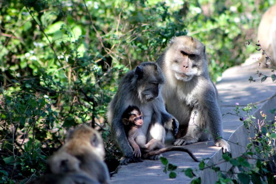 Penduduk Panik, Kawanan Monyet Liar Masuki Perumahan