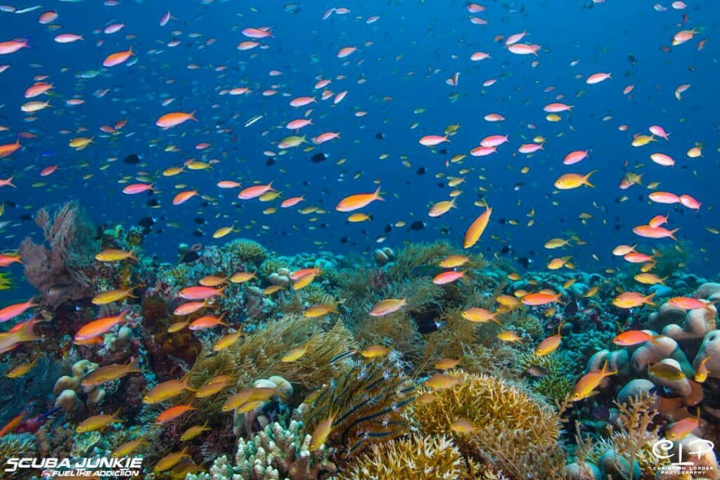 Alam Bawah Laut Nusa Peucang
