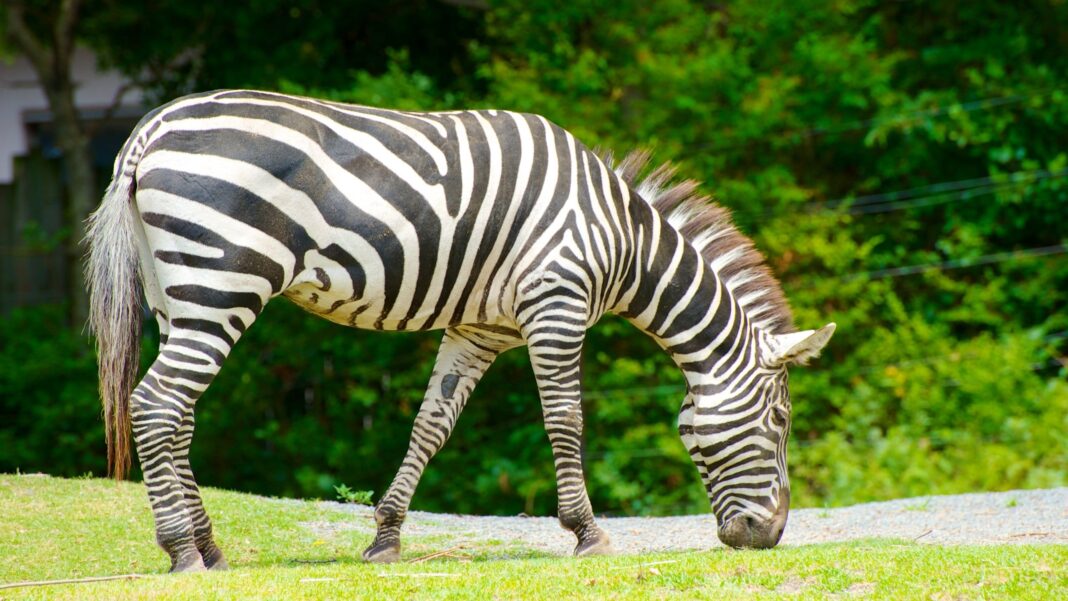 Patung Harimau Putih di Kediri Viral, Disebut Mirip Zebra hingga Kuda Nil