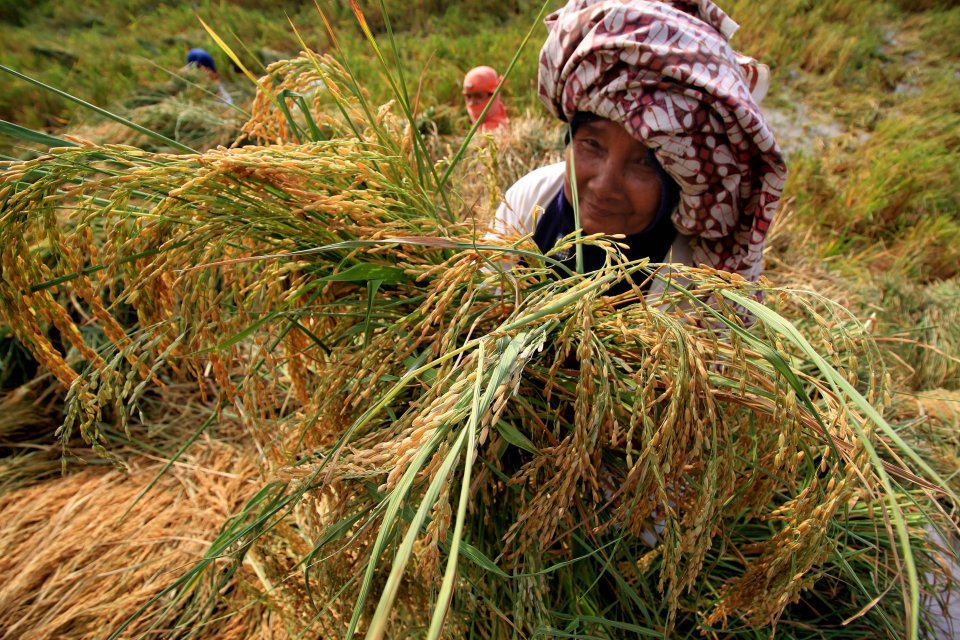 Produksi Padi Naik 261 Ribu Ton