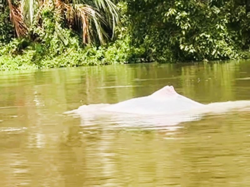 Video Viral Hewan Diduga Lumba-lumba Putih Muncul di Sungai Asahan