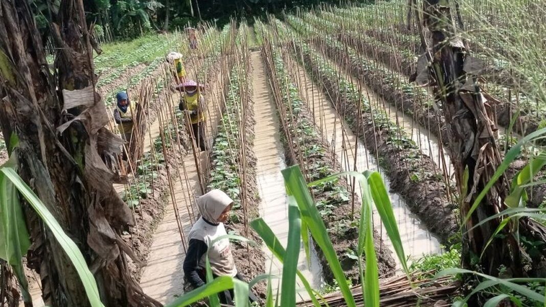 Investasi di Lebak Ditarget Rp 1,4 Triliun.