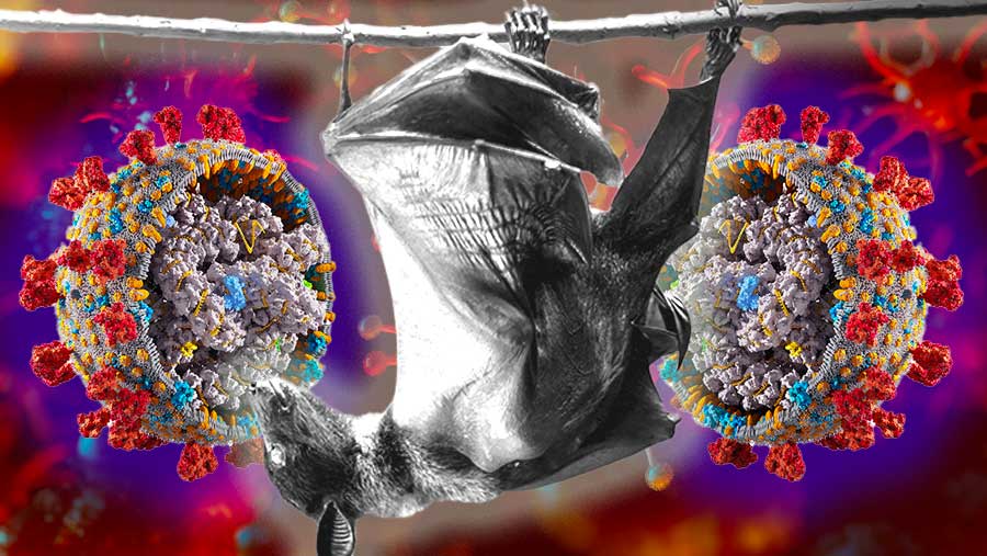 Isi Surat Edaran Kemenkes RI Soal Waspada Virus Nipah