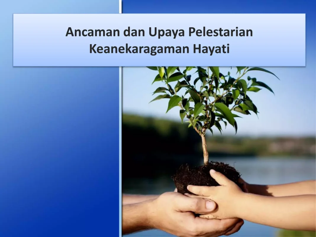 Viral Video Orang Utan Mengais Sampah, Perilaku Berubah Akibat Habitat Rusak