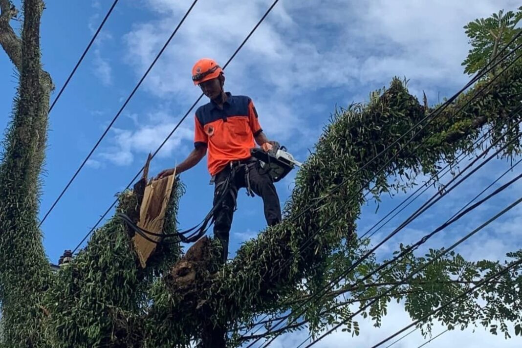 Pohon Roboh Timpa Rumah Lansia di Menes Pandeglang